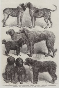 Vencedores de prêmios no International Dog Show, Paris